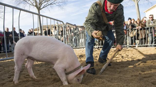 Fetedelatruffe_SaintGenièsDesMourgues_3m