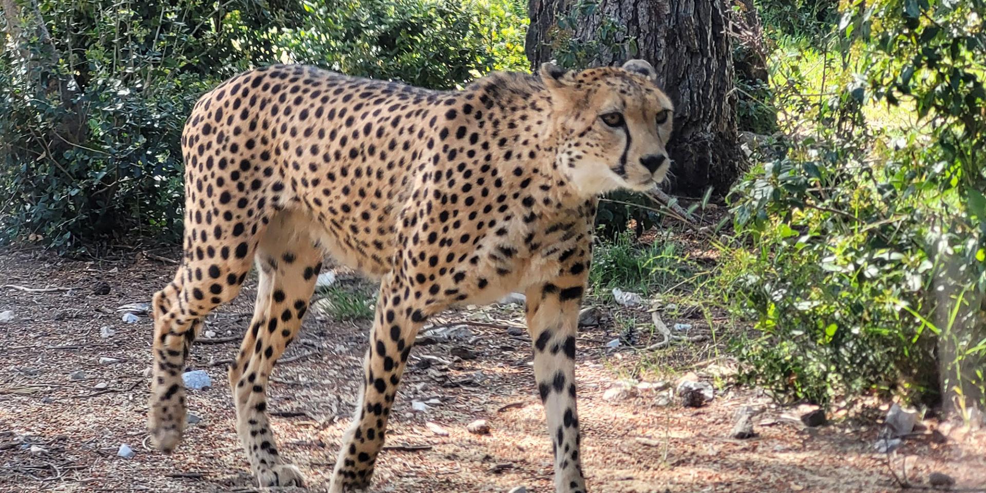 Zoo lunaret guépard animal