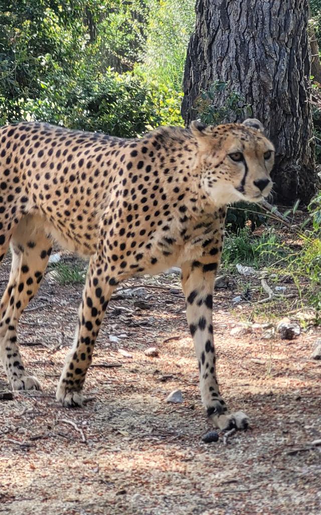 Zoo lunaret guépard animal