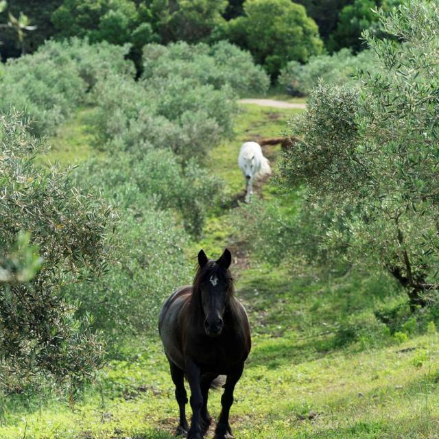 Chevaux-Domaine-de-l-Oulivie_free_format.jpg