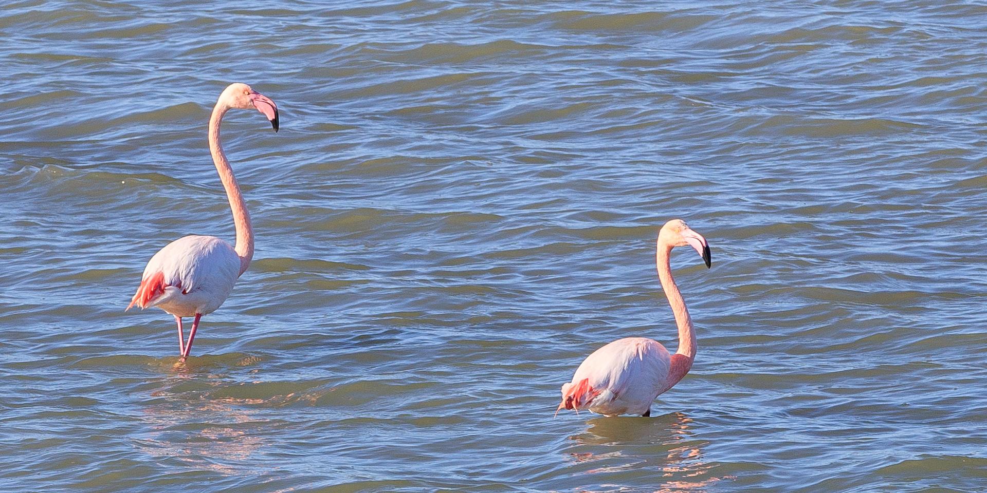 Balade_aux_bords_des_etangs_Flamants