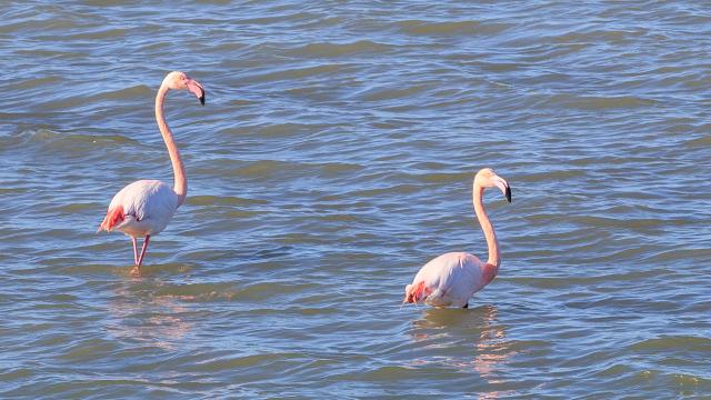 Baladeauxbordsdesetangs-flamants-©Ch.RuizMontpellier3m-min.jpg