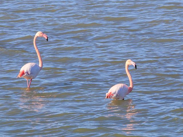 Balade_aux_bords_des_etangs_Flamants