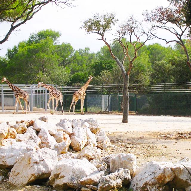 Bon-plan-gratuit-zoo-Montpellier.jpg