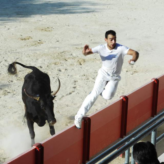 Course Camarguaise activités taurines