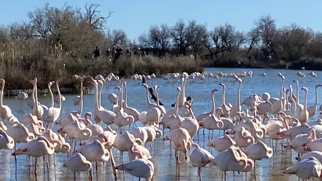 Flamants roses