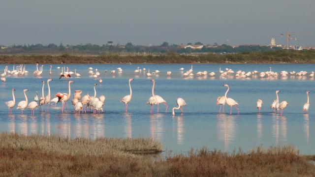 Flamants-Roses-001-©ADT-Murielle-Sanz-min.jpg