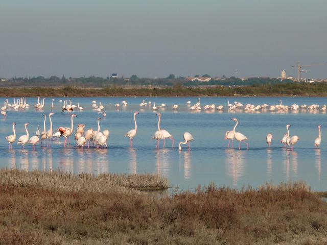 Flamants_Roses_etangs