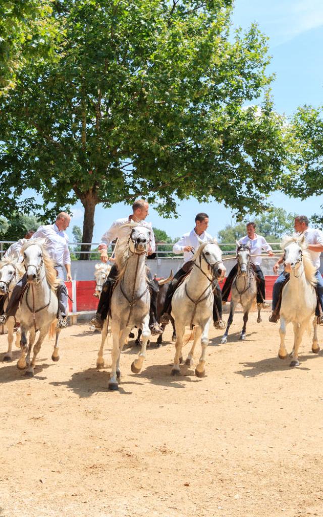 L'Abrivado Activités taurines chevaux