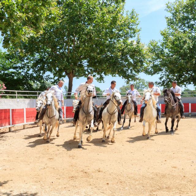 L'Abrivado Activités taurines chevaux