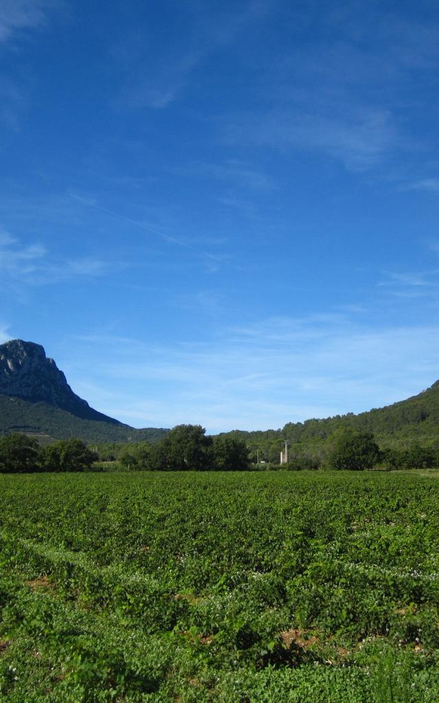 Pic-Saint-Loup-Montpellier-Wine-Tour-excursion.jpg