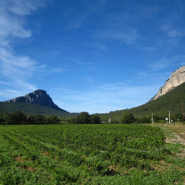 Pic-Saint-Loup-Montpellier-Wine-Tour-excursion.jpg