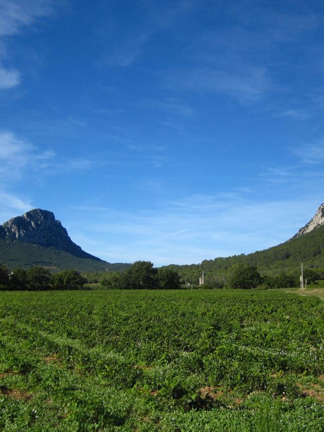 Pic-Saint-Loup-Montpellier-Wine-Tour-excursion.jpg