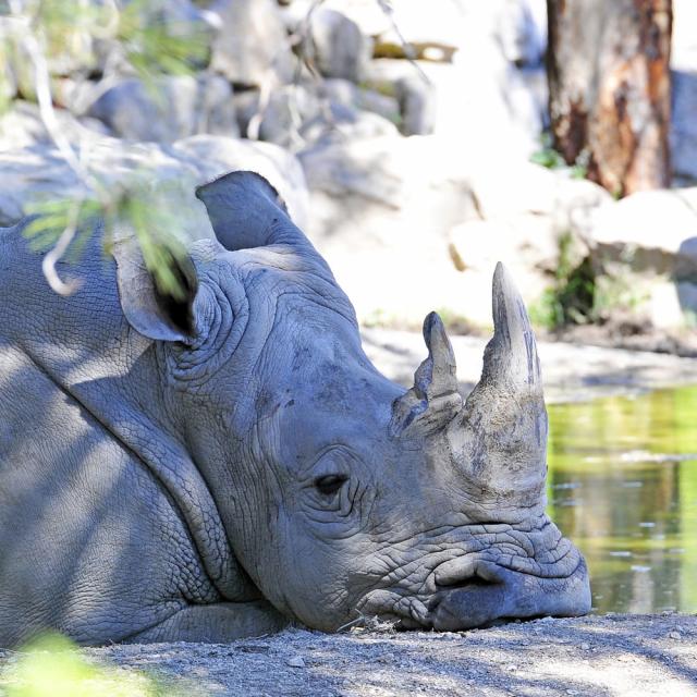 Rhinoceros-Zoo-du-Lunaret.jpg