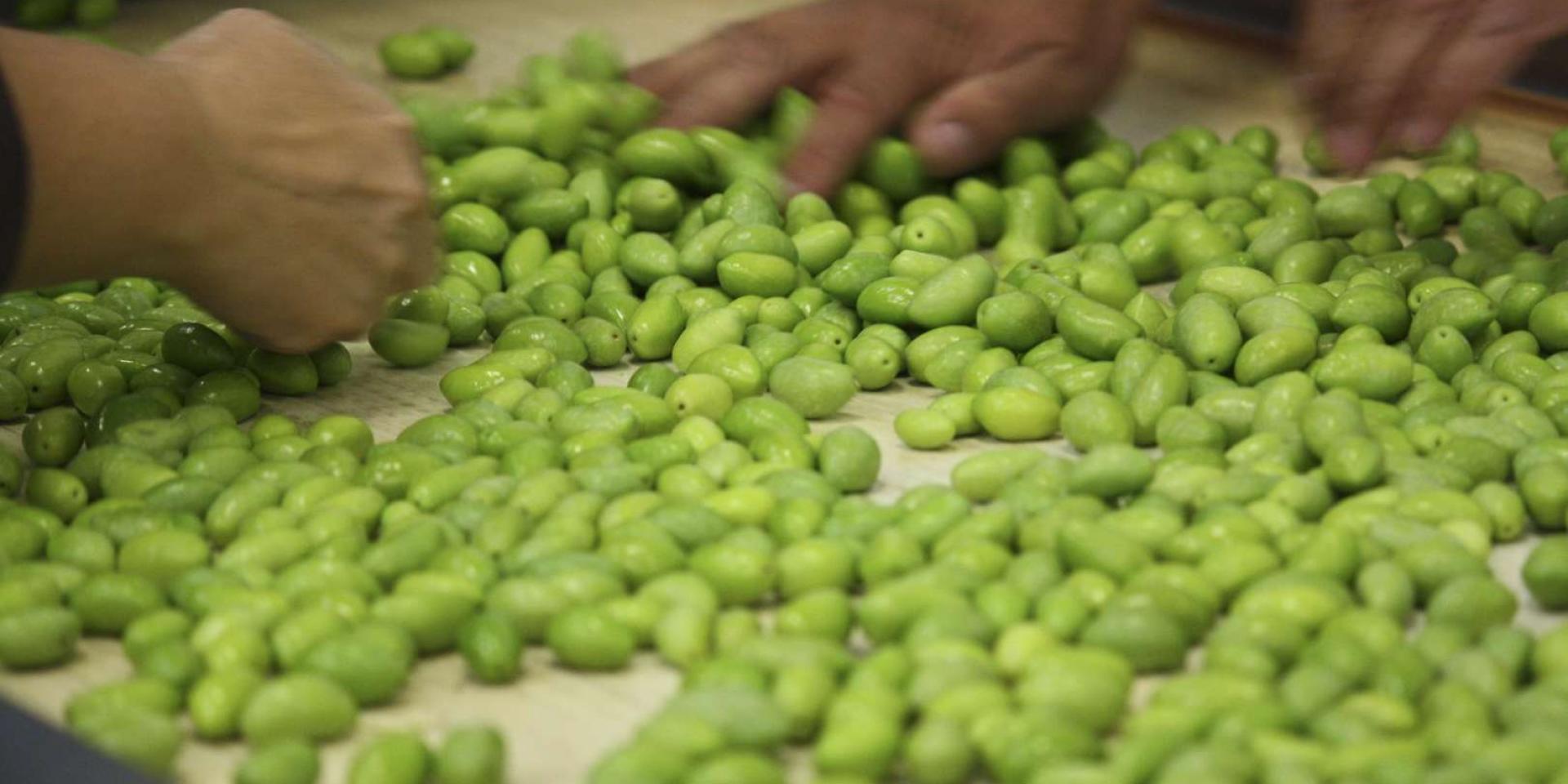 Table-de-tri-Olives-vertes-mains_free_format.jpg