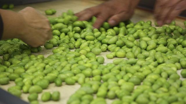 Table De Tri olives vertes