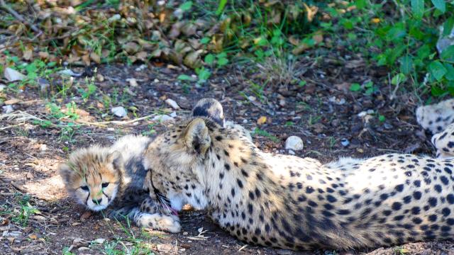 Zoo Du Lunaret Guepards