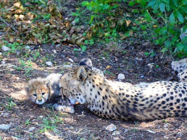 Zoo Du Lunaret Guepards