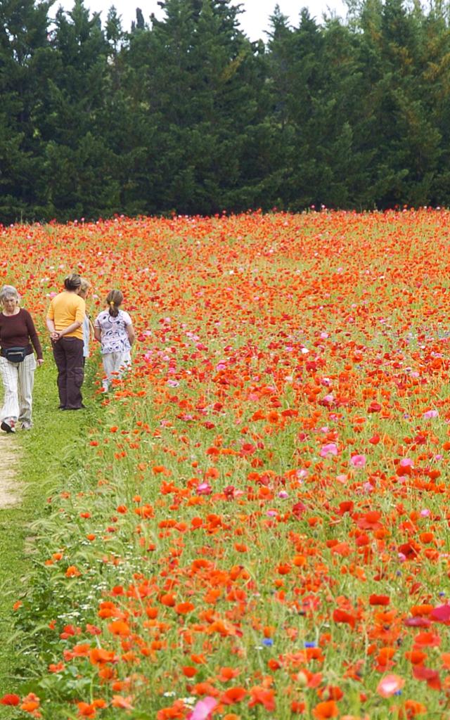 Champs Coquelicots Méric Ville De Montpellier