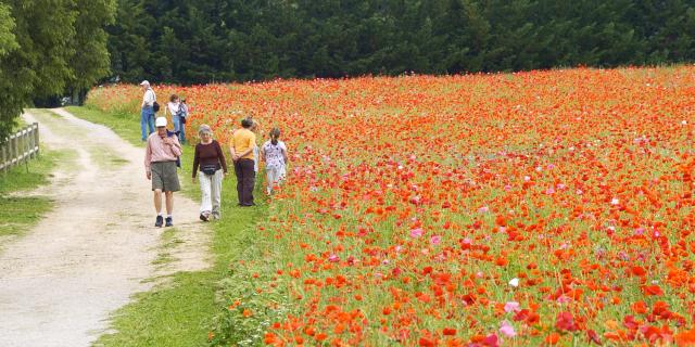 Champs Coquelicots Méric Ville De Montpellier