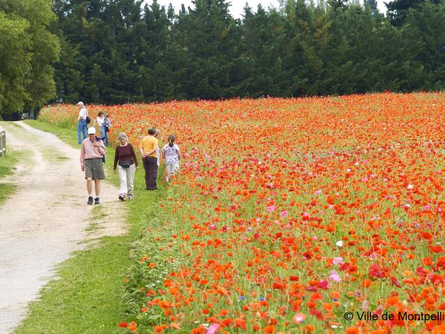 Champs Coquelicots Méric Ville De Montpellier