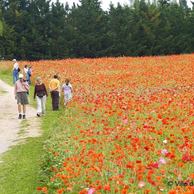 Champs Coquelicots Méric Ville De Montpellier