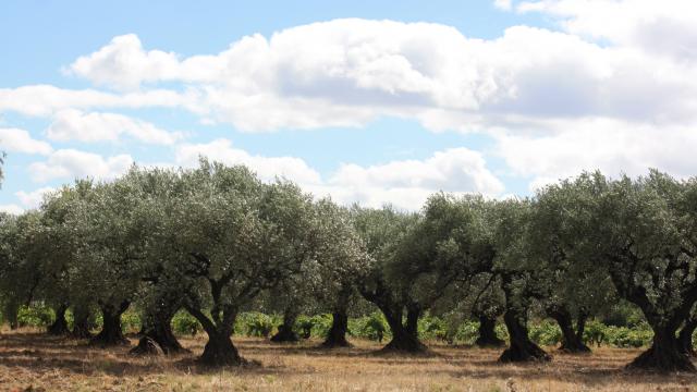 oliviers-nature-olive.jpg