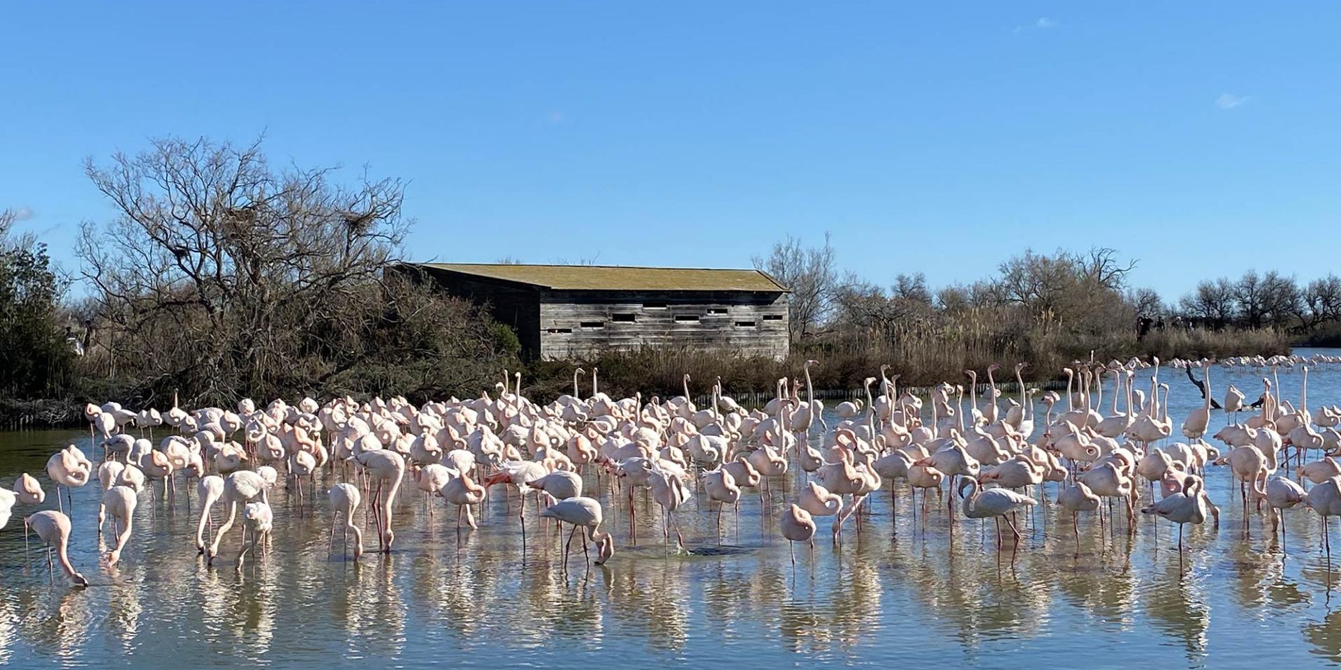 Flamants roses pont de gau camargue