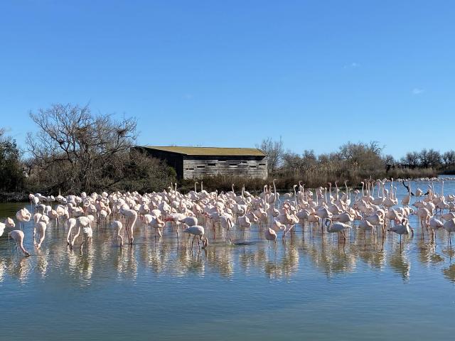 Flamants roses pont de gau camargue