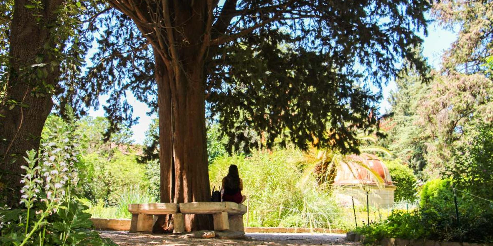 Jardin-des-plantes-Montpellier.jpg