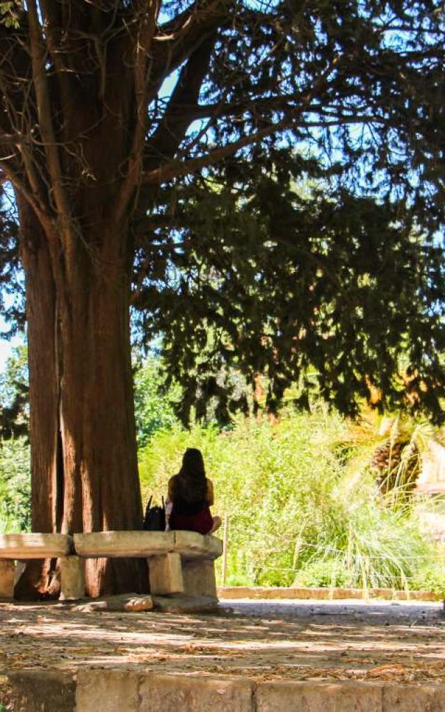 Jardin-des-plantes-Montpellier.jpg