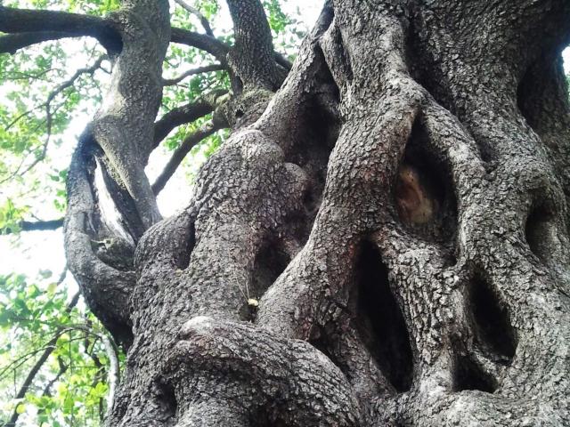 Jardin-des-plantes-arbre-a-souhaits.jpg