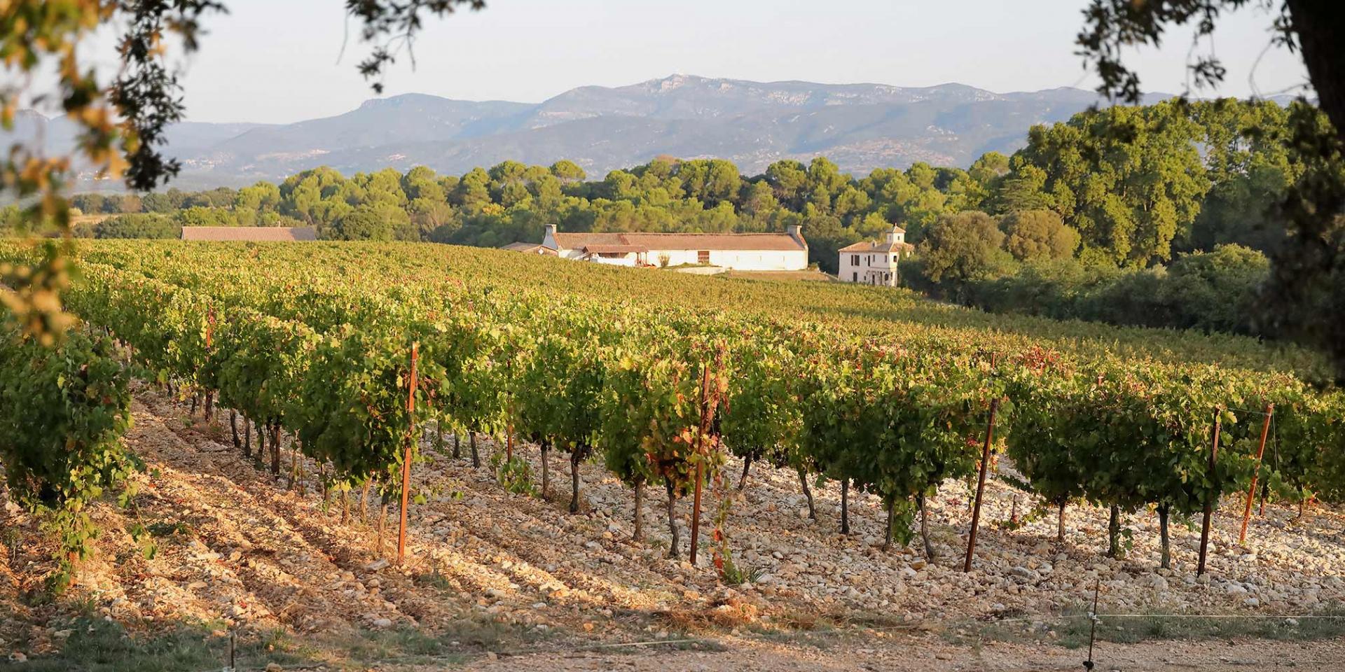 Paysage Vignes (c) Eric Jondreville