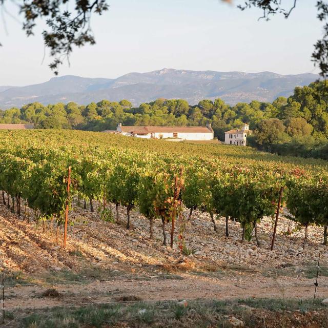 Paysage Vignes (c) Eric Jondreville