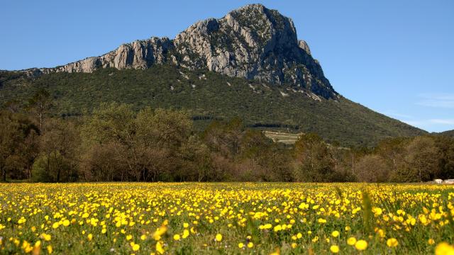 Pic-saint-loup-fleurs-jaunes.jpg