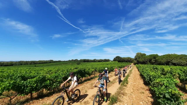 Randonnee A Velo Dans Les Vignes Seb Eco Bike Domaine De L'arbousier