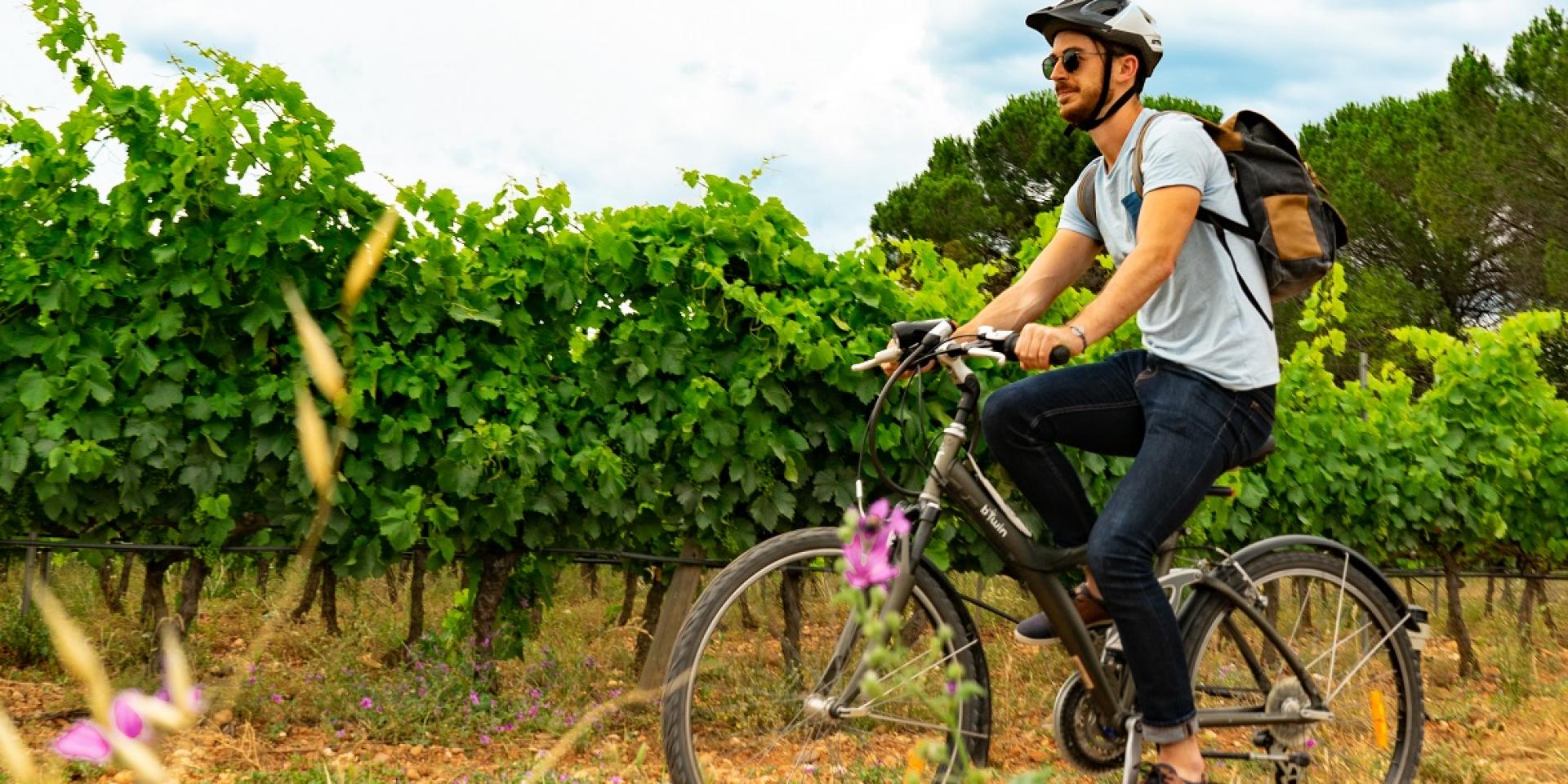 Velo Dans Les Vignes