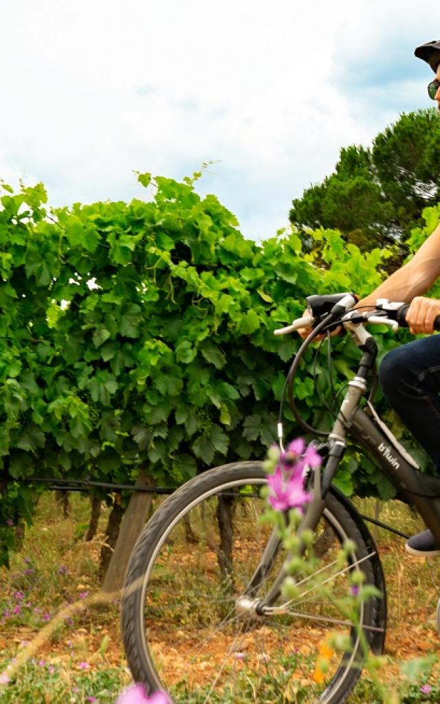 Velo-dans-les-vignes.jpg