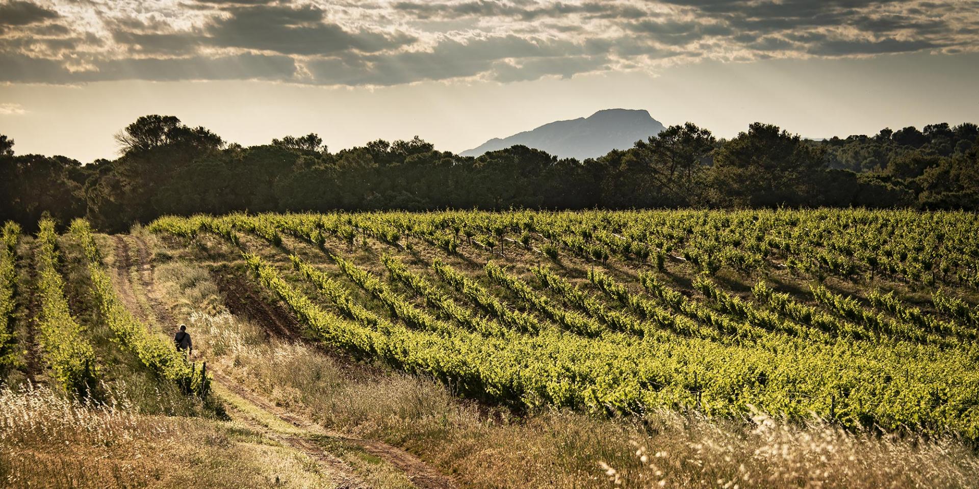 Vigne Et Pic St Loup Domaine Saint Jean De L'arbousier