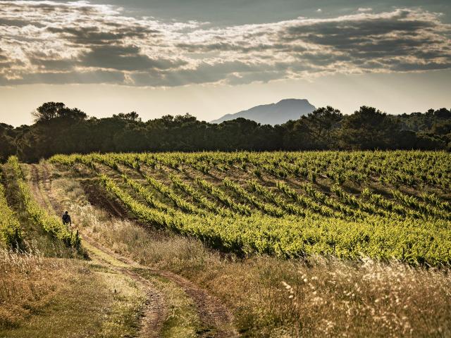 Vigne Et Pic St Loup Domaine Saint Jean De L'arbousier