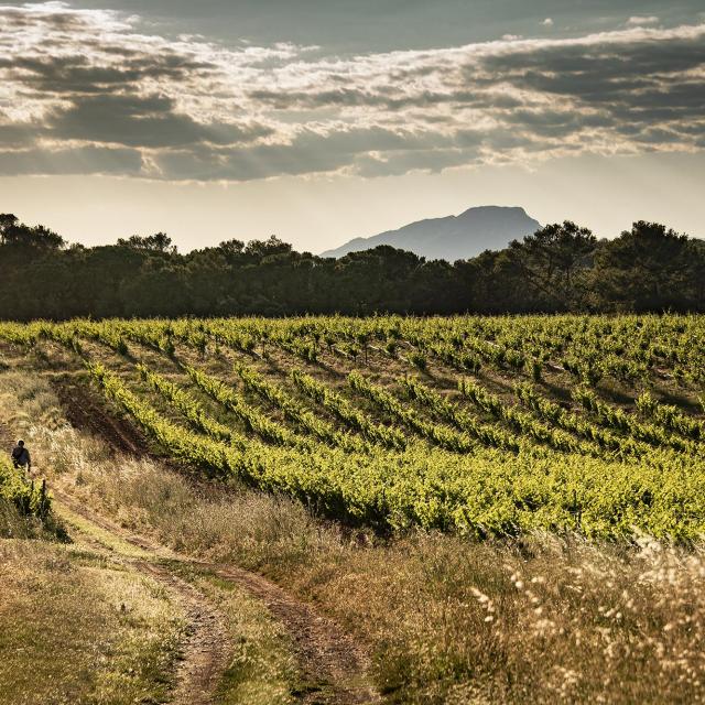 Vigne-et-Pic-St-Loup-domaine-saint-jean-de-larbousier.jpg