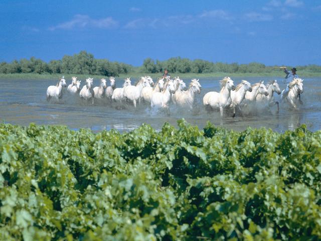 Manade Domaine de Jarras