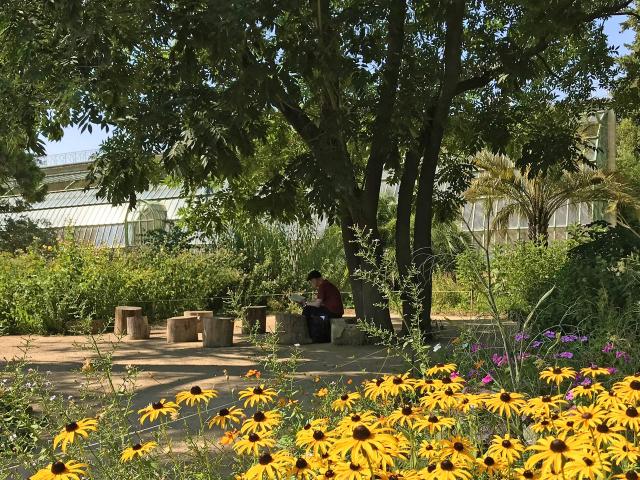 jardin-plantes-montpellier.jpg