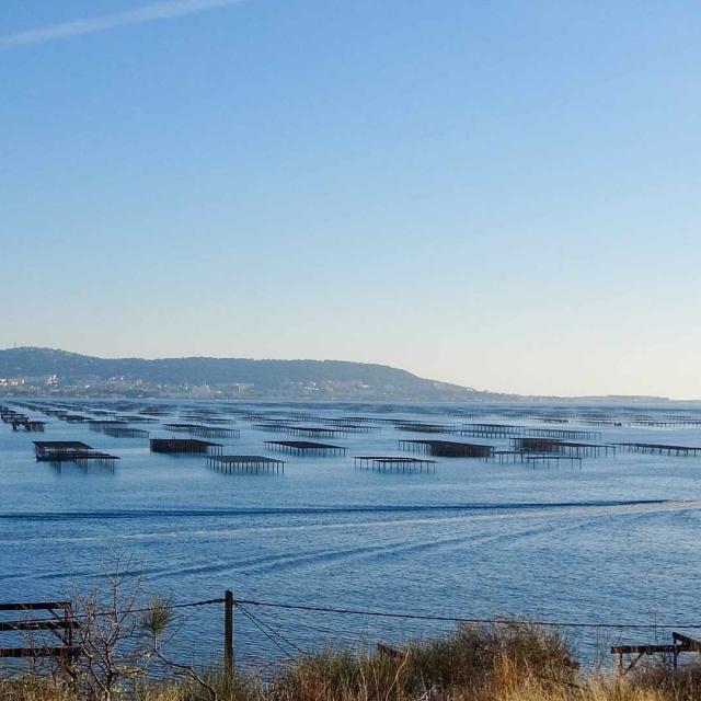 Sete Bassin De Thau