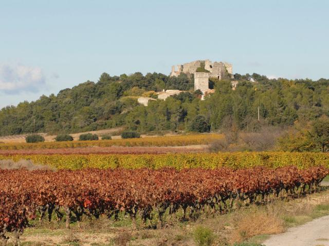 Montaud Vignes Paysage Metropole