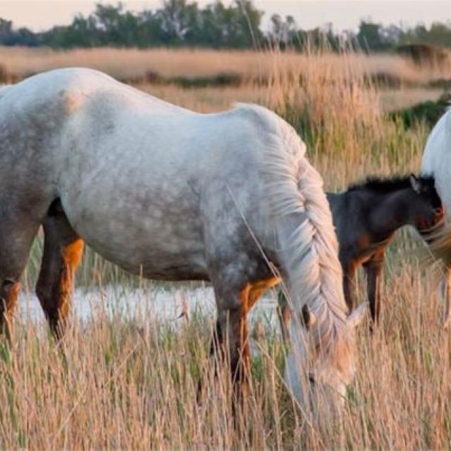 Camargue_Wisud