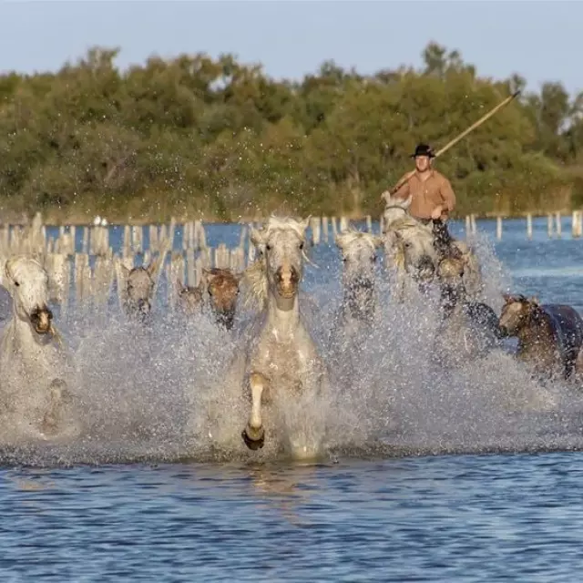 Camargue_et_vin_rose