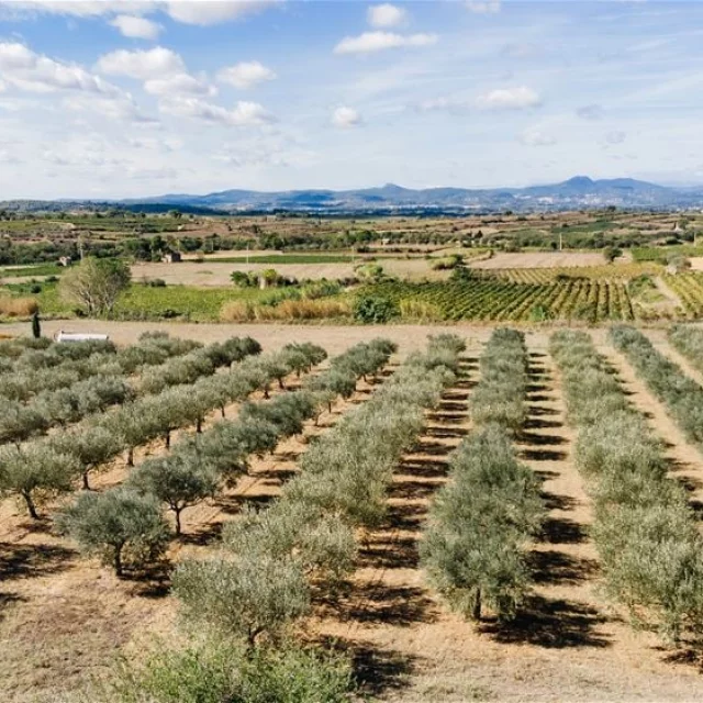 Destinationoccitanie Terrassesdularzac